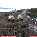 16_05-nest.jpg