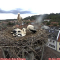 16_10-nest.jpg