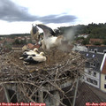 16_15-nest.jpg