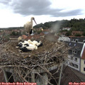 16_20-nest.jpg
