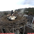 16_25-nest.jpg