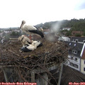 16_30-nest.jpg
