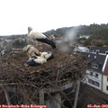 16_35-nest.jpg