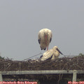 16_40-mast.jpg