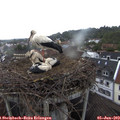 16_40-nest.jpg
