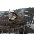 16_45-nest.jpg