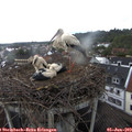 16_50-nest.jpg