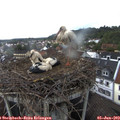 16_55-nest.jpg