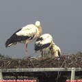 17_00-mast.jpg