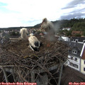 17_00-nest.jpg