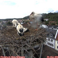 17_05-nest.jpg