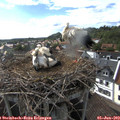 17_10-nest.jpg