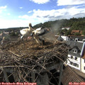 17_15-nest.jpg