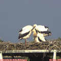 17_20-mast.jpg