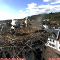 17_20-nest.jpg