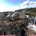 17_25-nest.jpg