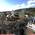 17_30-nest.jpg
