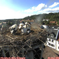 17_35-nest.jpg