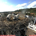 17_40-nest.jpg