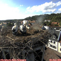 17_45-nest.jpg