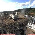 17_50-nest.jpg