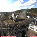 17_55-nest.jpg