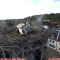 18_00-nest.jpg