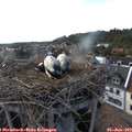 18_05-nest.jpg
