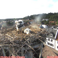 18_10-nest.jpg