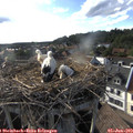 18_15-nest.jpg