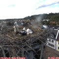 18_20-nest.jpg