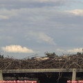18_25-mast.jpg