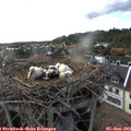 18_25-nest.jpg