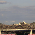18_30-mast.jpg