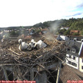 18_30-nest.jpg