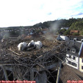 18_35-nest.jpg