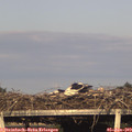 18_40-mast.jpg