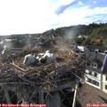 18_45-nest.jpg