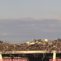 18_50-mast.jpg