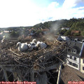 18_50-nest.jpg