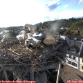 18_55-nest.jpg