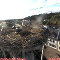 19_00-nest.jpg