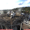 19_05-nest.jpg
