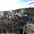 19_10-nest.jpg