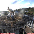 19_15-nest.jpg