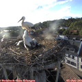 19_20-nest.jpg