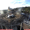 19_30-nest.jpg