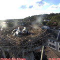 19_35-nest.jpg