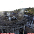 19_40-nest.jpg