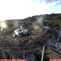 19_45-nest.jpg